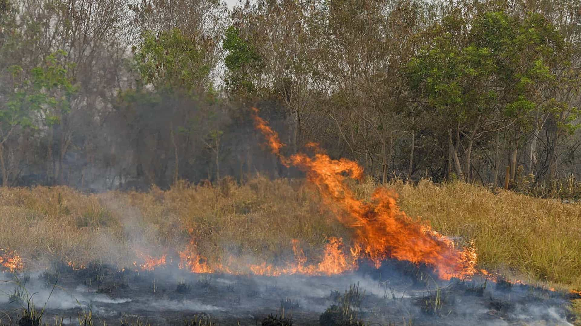 Governo Federal Reconhece Emergência Em Incêndios No Pantanal Wb Portal De Notícias 